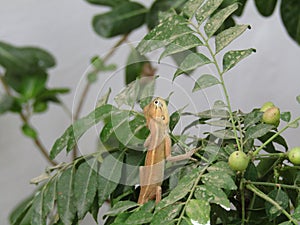 Calote or garden lizard on the tree.