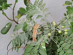 Calote or garden lizard on the tree.