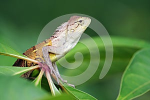 Calotes Indian lizard