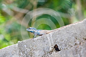 An Calotes mystaceus