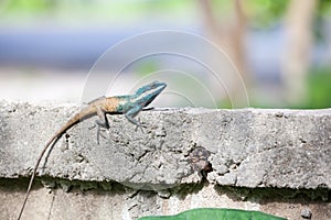 An Calotes mystaceus