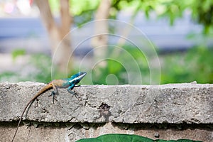 An Calotes mystaceus