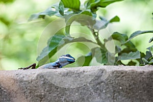 An Calotes mystaceus