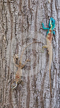 Calotes mystaceus, the Indo-Chinese forest lizard or blue crested lizard