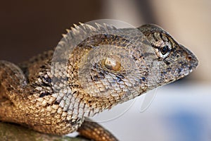 Calotes, Oriental garden lizard