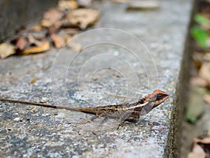 Calotes versicolor Daudin, Oriental eastern garden lizard