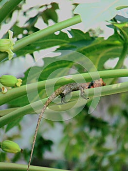 Calotes Versicolor or Oriental Garden Lizard on the Branch of  Papaya Tree