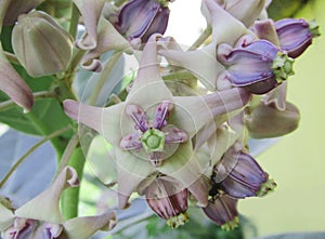 Calotropies gigantea or also called yakki gida in kannada photo