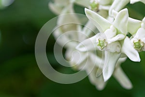 Calotropis, Beautiful white flower bouquet in the garden