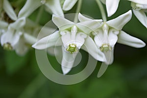 Calotropis, Beautiful white flower bouquet in the garden