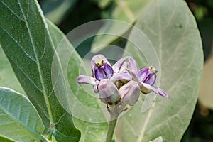 Calotropis Colorful white and purple flower (Crown flower)