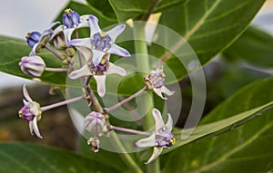 Calotropis Colorful white and purple flower (Crown flower)