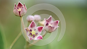 Calotropis flowers macro milkweeds