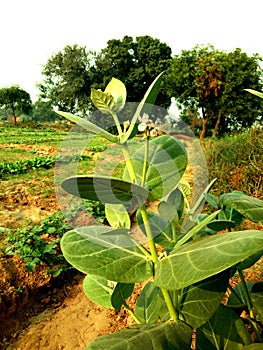 Calotropis gigantea or Crown flower