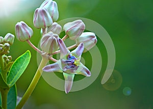 Calotropis Gigantea, Crown Flower