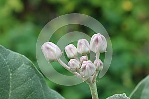 Calotropis gigantea, crown flower