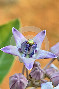 Calotropis gigantea crown flower