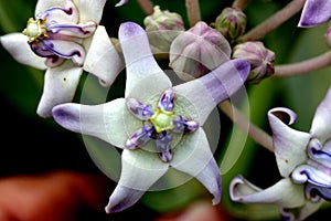 Calotropis gigantea, Crown flower