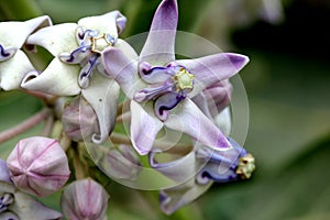 Calotropis gigantea, Crown flower