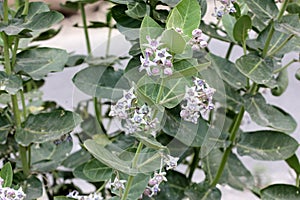 Calotropis gigantea, Crown flower