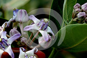 Calotropis gigantea, Crown flower