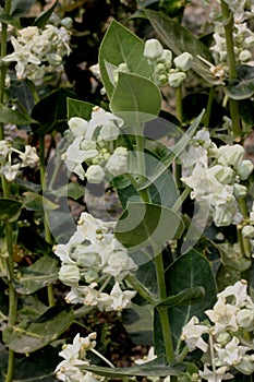 Calotropis gigantea, Crown flower