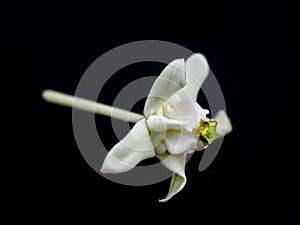 Calotropis gigantea isolated on black background, White Crown flower blooming, Calotropis gigantea flower