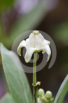 The flower of Calotropis gigantea photo