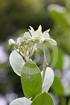 The buds and flowers of Calotropis gigantea photo