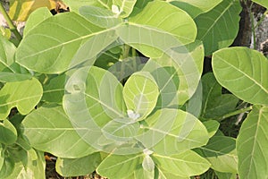 Calotropis Gigantea plant on farm