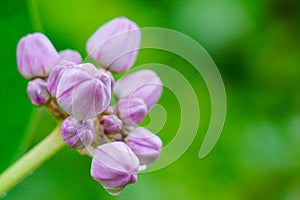 Calotropis gigantean or crown flower commonly known as milkweeds belonging to the Apocynaceae family