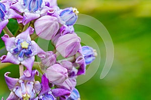 Calotropis gigantean or crown flower commonly known as milkweeds belonging to the Apocynaceae family