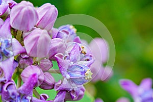 Calotropis gigantean or crown flower commonly known as milkweeds belonging to the Apocynaceae family