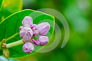 Calotropis gigantean or crown flower commonly known as milkweeds belonging to the Apocynaceae family