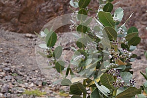 Calotropis procera, Apple of Sodom in bloom, purposely blurred, selective focus on the flowers