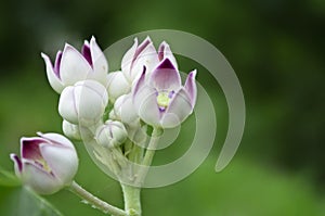 Calotropis procera flowers photo