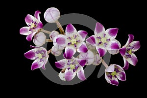 Calotropis procera flowers isolated on black background photo