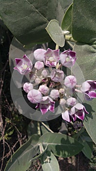 Calotropis procera flowers photo