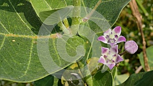 Calotropis procera, Giant calotrope, Milkweeds, plant in india