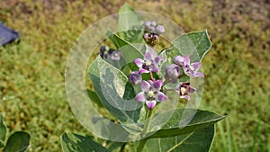 Calotropis procera, Giant calotrope, Milkweeds, plant in india