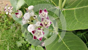 Calotropis procera plant with brilliant flowers