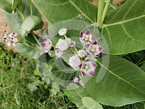 Calotropis procera plant with brilliant pink flowers photo