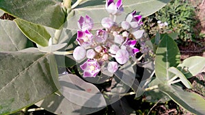 Calotropis procera plant flowers photo