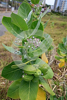 Calotropis procera plant photo