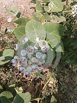 Calotropis proceraCrown flower or Rui or Mandar Holy Flower of Hindus photo
