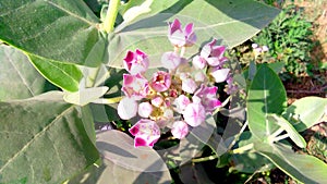 Calotropis procera plant photo
