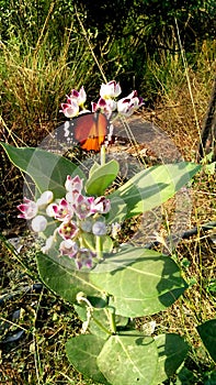 Calotropis gigantea buds and fruits butterfly photo