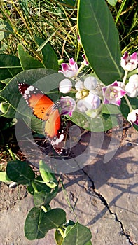 Calotropis gigantea buds fruits butterfly photo