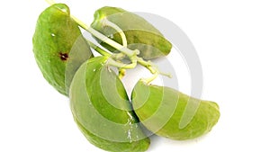 Colotropis procera green fruits photo