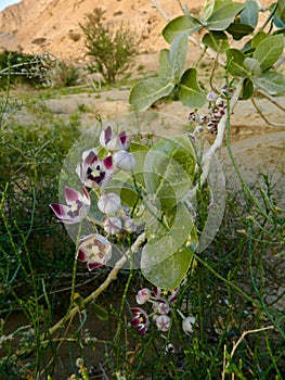 Calotropis procera - Wild mountain desert region flowers 